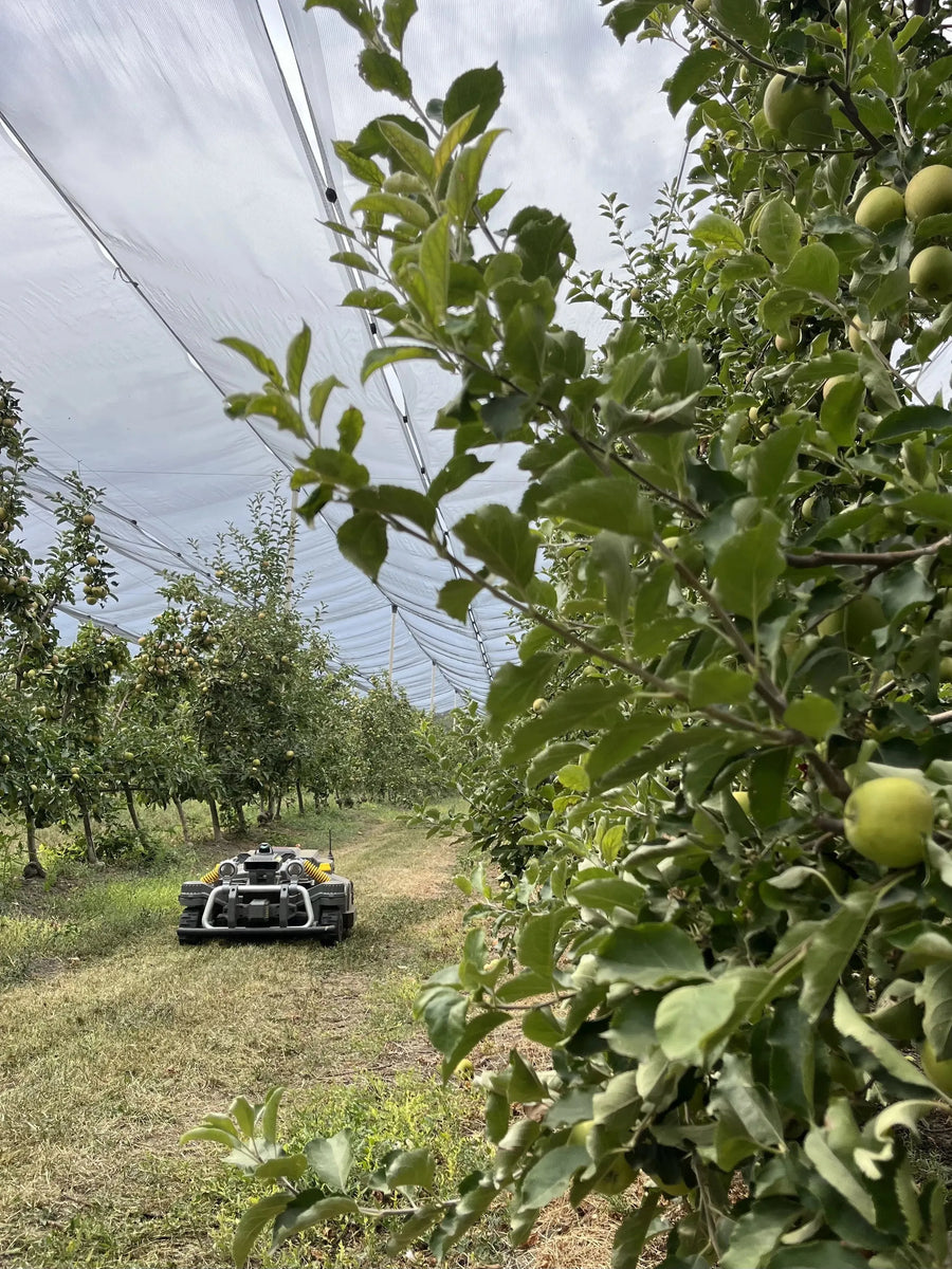 Maston i frugtplantagen hos Botta Farms