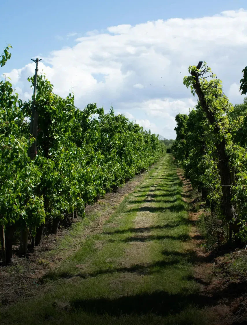 Vinmarkslandskab